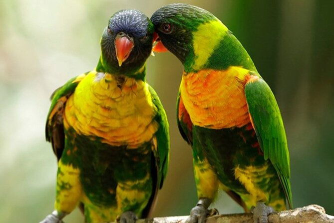 Singapore Bird Paradise Entry Ticket - The Itinerary: What to Expect