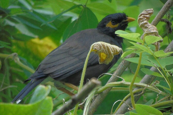 Sinharaja Rain Forest Tours (Full Day) - The Reviews Speak for Themselves