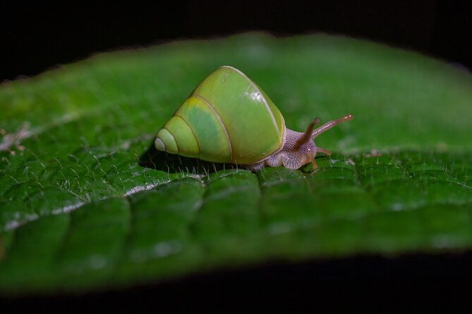 Sinharaja Rainforest Day Tour By Rainforest Expedition - The Sum Up  