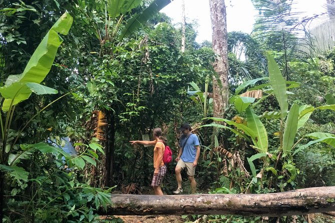 Small-Group Jungle Hiking Excursion in Khao Phra Teaw Park - The Value of the Tour