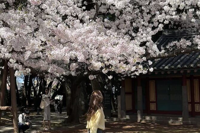 Small Group Tour East Jeju Cherry Blossom & Woman Diver Show - Practical Tips and Considerations  