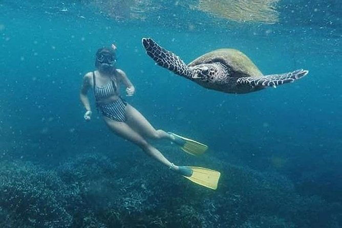 Snorkeling Adventure at Pigeon Island  Explore Marine Life - The Itinerary: What to Expect