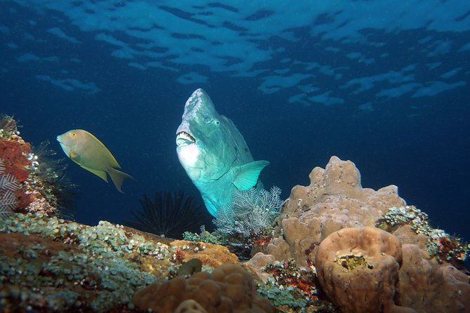 Snorkeling at Tulamben USAT Liberty Wreck - The Value of the Experience