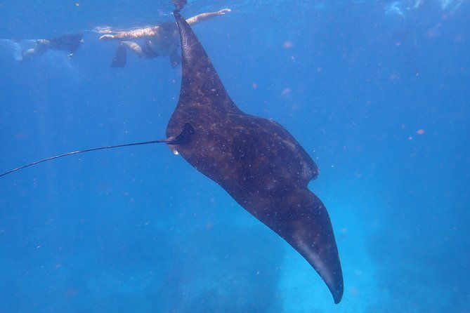 Snorkeling Day Trip To Lembongan and Penida - What Travelers Are Saying: Authentic Experiences from Reviews