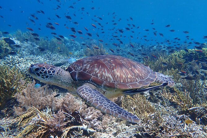 Snorkeling in Menjangan Island with Pickup and Lunch - FAQ