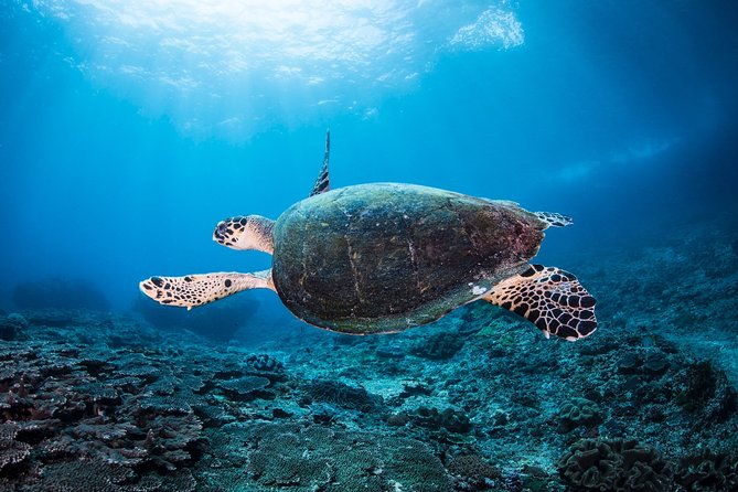 Snorkeling in Menjangan Marine Park - Discover abundant marine life of Pemuteran - The Practical Details: What to Expect