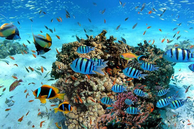 Snorkeling in Trincomalee - Who Is This Tour Best For?