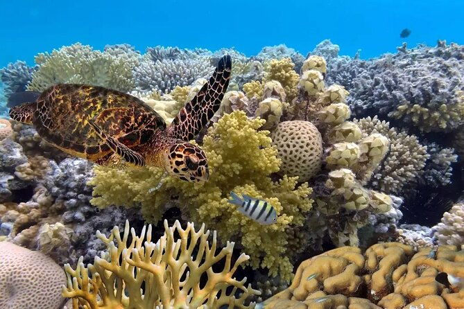 Snorkeling Manta Rays and Land Tour Nusa Penida  All-Included - Who Should Consider This Tour?