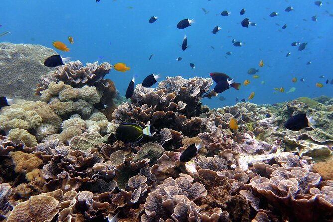 Snorkeling Nusa Penida and Island Tour Package - The Practical Side: Logistics and Value