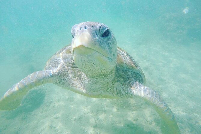 Snorkeling On Beautiful Rock Island - Unawatuna by Boat - What to Expect from the Snorkeling Tour in Unawatuna