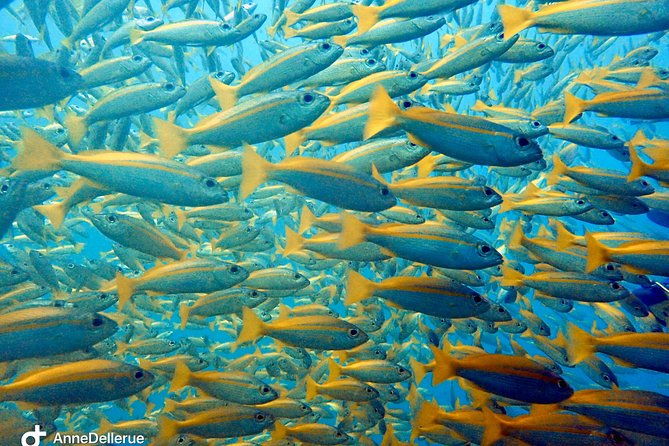 Snorkeling ( start at Ko Kut) - What Reviewers Say: Authentic Insights