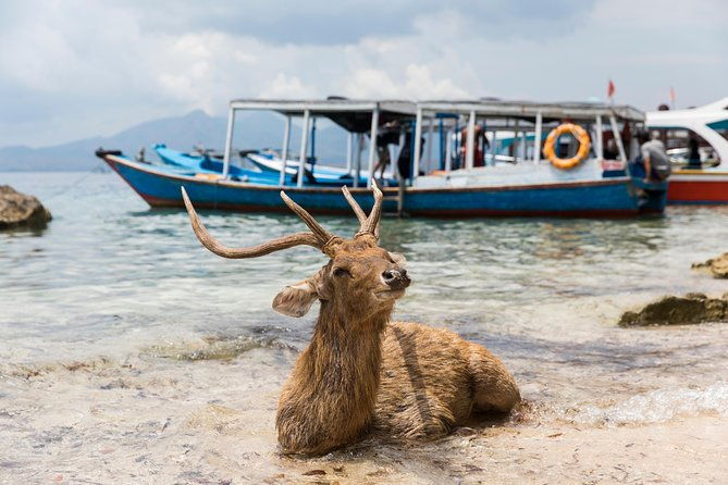 Snorkeling & Trekking at West Bali National Park - The Experience You’ll Love