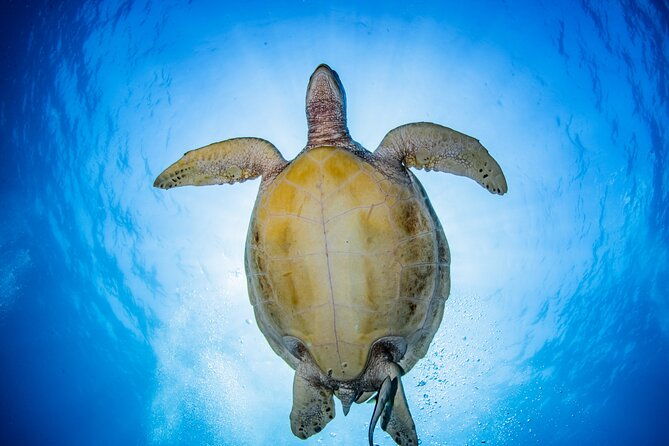 Snorkeling Trip to Menjangan Island - The Boat Journey