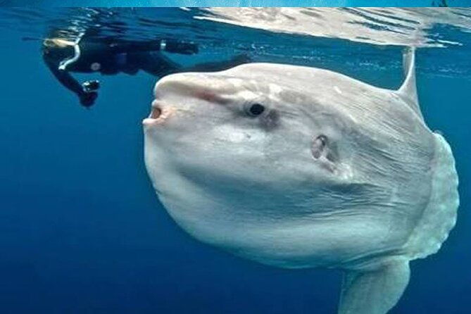 Snorkeling Trips with Manta Ray from Nusa Lembongan - A Deep Dive into the Experience