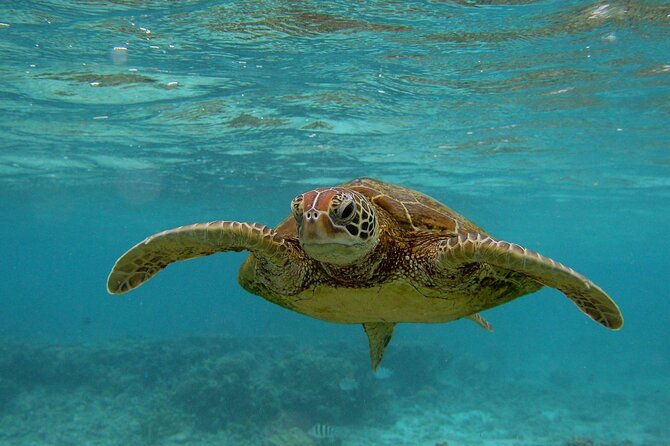 Snorkeling with Sea Turtles in Mirissa (Pickup and Drop included) - Practical Details & Tips