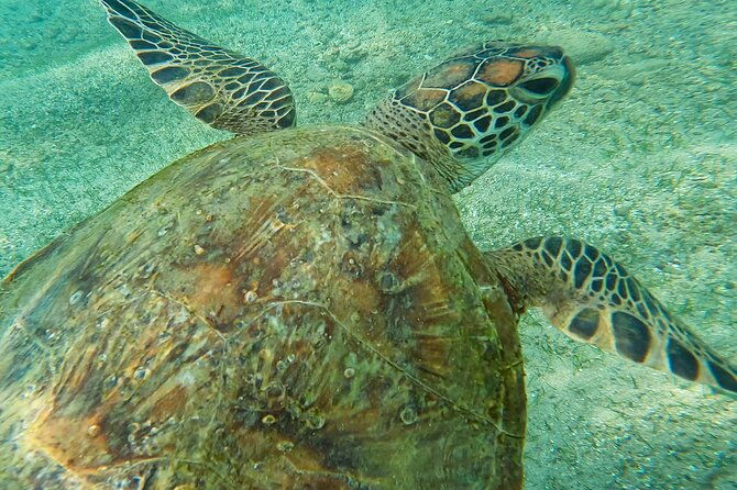 Snorkeling with Turtles in Mirissa - A Closer Look at the Mirissa Snorkeling Tour