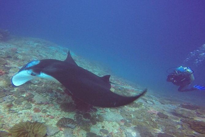 Snorkelling in Nusa Penida - Manta Point - The Snorkeling Stops: Manta Point, Crystal Bay, and North Coast Drift Sites
