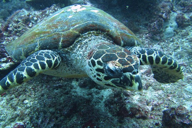 Snorkelling in Padang Bai - Highlighted Details for Your Trip Planning