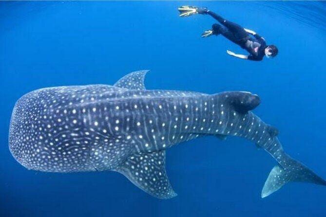Snorkling with whale shark in teluk saleh min 2 person - Authentic Encounters and Review Insights