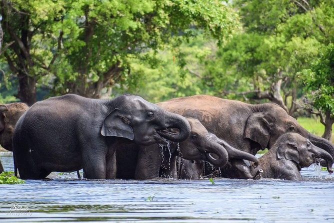 Special Half Day Yala Safari with Guide - The Sum Up