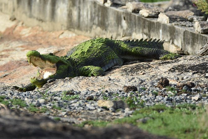Special Leopard Safari Tour in Yala National Park by Malith & the team - What’s Included and What’s Not