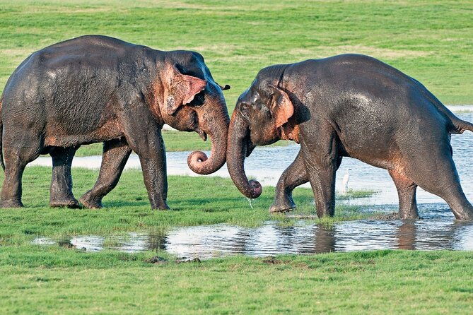 Sri Lanka tour 8 Days with a private driver, hotels, and vehicle - Why Travelers Love This Tour  