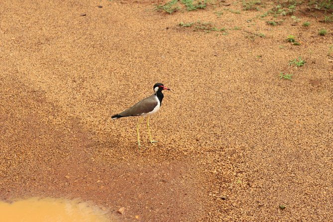 Sri lanka Wildlife Tour - What the Reviews Tell Us