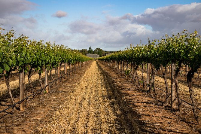 Sula Vineyards Day tour from Mumbai - Why This Tour Offers Great Value