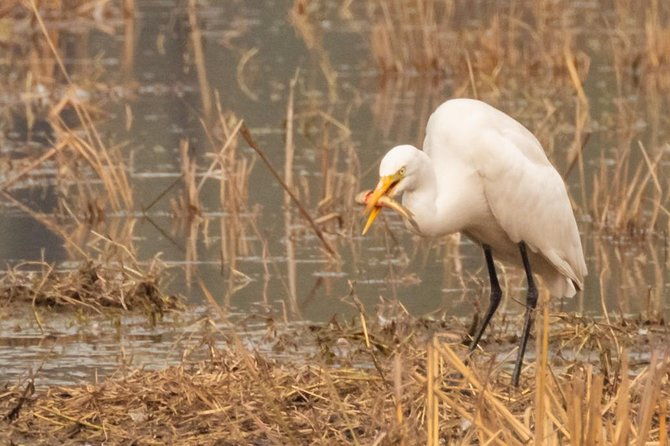 Sultanpur Birding Escapade - Final Thoughts: Is It Worth It?