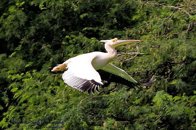 Sultanpur The wonder of Birding from Delhi - What Makes This Tour a Great Choice