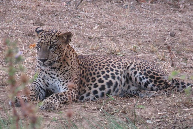 Super Luxury Jeep Safari at Yala National Park - The Itinerary Breakdown