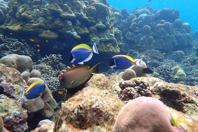Surin Islands- Early Bird Snorkeltour from Khao Lak in English, French, German, Italian - Practical Details and Why They Matter