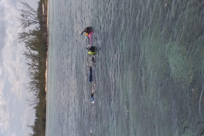 Sweetings Cay Mangrove Kayaking and Turtles - Authentic Encounters and Practical Tips