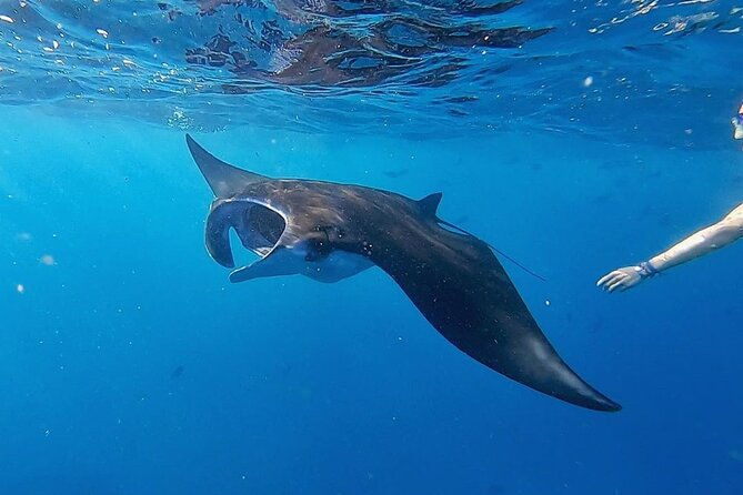 Swim With Manta Rays Snorkeling and Village Tour Lembongan - Who Is This Tour Best Suited For?