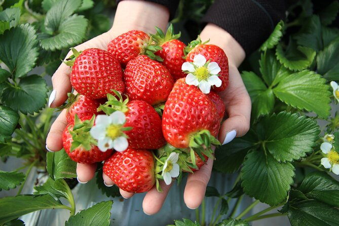 Taean Tulip Festival & Strawberry Picking Day Tour from Seoul - Engaging in Farm Life with Strawberry Picking