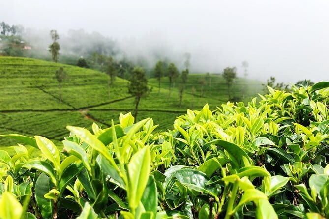 Tea Adventure- Haputale, Tea Plantation Tour with Lunch - Who Will Love This Tour?
