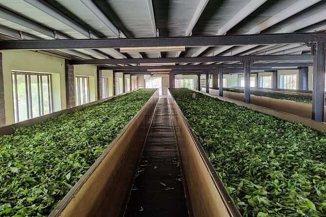 Tea Factory Tour with Tea Tasting Session - Practicalities and Booking