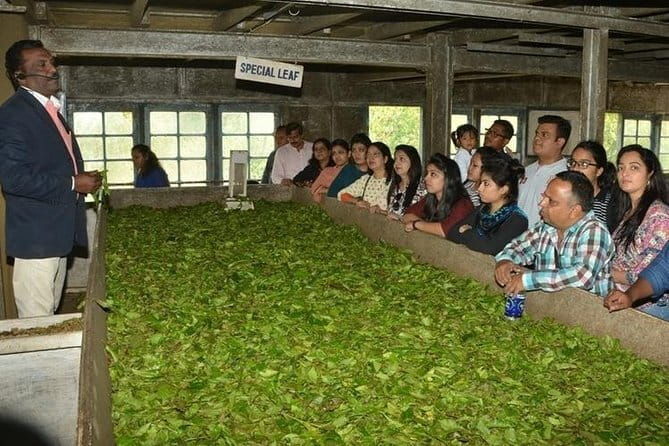 Tea planation walking In Munnar- (by Munnar Info) - What Makes this Tour Special?