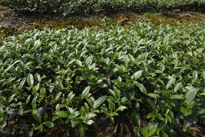 Thousand Island Lake and Pinglin Tea Plantation from Taipei - FAQ