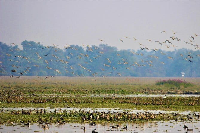 Tour of Pobitora Wildlife Sanctuary from Guwahati with Safari, Lunch and Guide - Why This Tour Delivers Value
