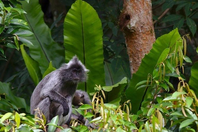 TOUR PACKAGE (jungle trekking, taxi, Room) 4 DAYS 3 NIGHTS in BUKIT LAWANG - The Jungle Trek Begins: Up Close with Orangutans