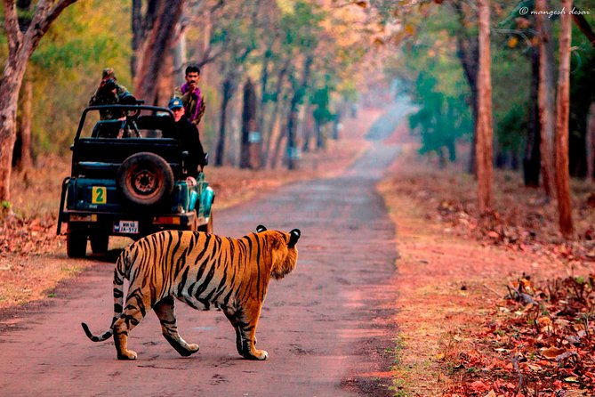 Transfer to Sawai madhopur Hotel from Jaipur accommodation - Why This Transfer Offers Great Value