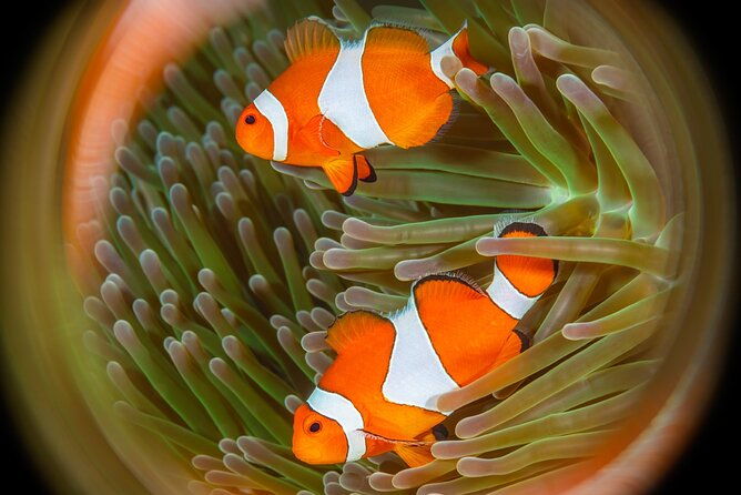 Try Dive Program in the Biorock Pemuteran - Final Thoughts: Who Is This Tour For?