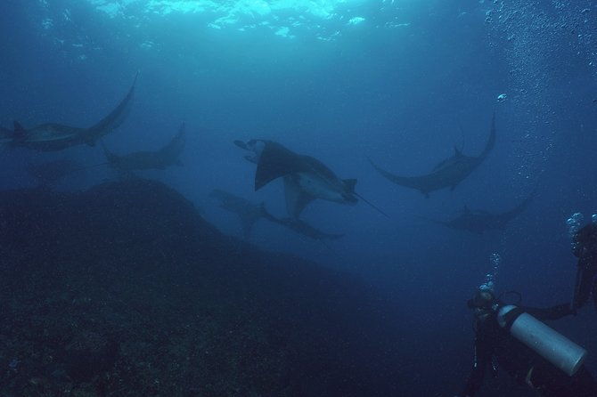 Try Dive with Manta Rays in Bali - Authentic Experiences & Review Highlights