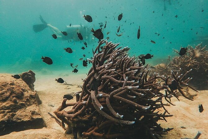 Two Fun Dives for Certified Divers in Koh Kood or Koh Rang - The Practical Details of the Tour
