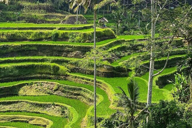 Ubud Day Tour : Waterfall, Temple and Local Night Market Tour - Authentic Experiences and Hidden Gems