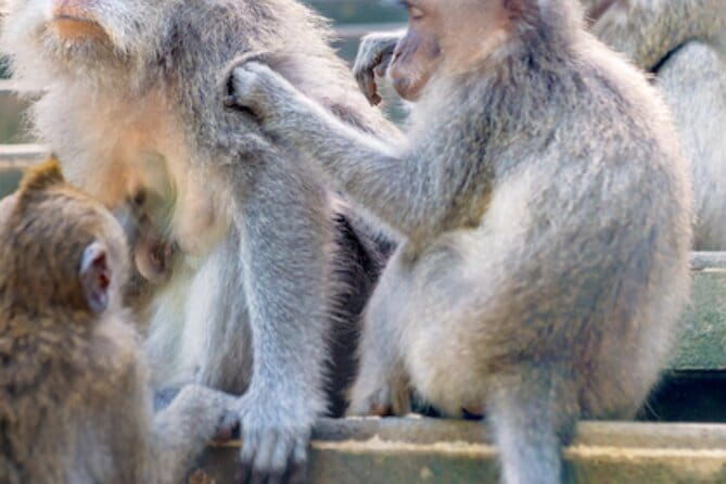 Ubud Full Day Private Tour with All Inclusive - Final Thoughts: Who Will Love This Tour?