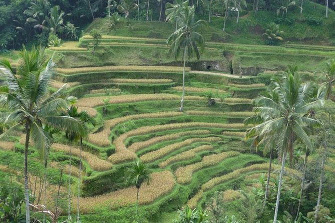 Ubud Kintamani Tour - How Does the Tour Deliver Value?