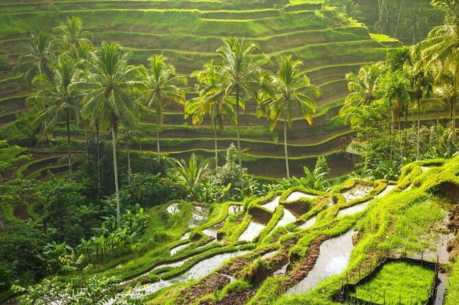 Ubud: Monkey Forest, Rice Terraces and Jungle Swing Tour - Analyzing the Value and Experience