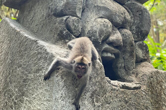 Ubud Monkey Forest Sanctuary Entrance Ticket All Inclusive - Why the Price Is Justified